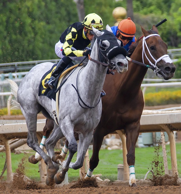 悉的场地和 悉的场地和